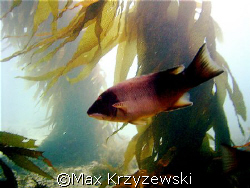A young Sheep fish by Max Krzyzewski 